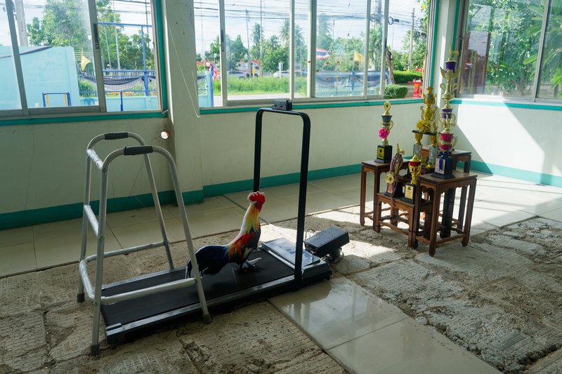 Cock Wellness Center