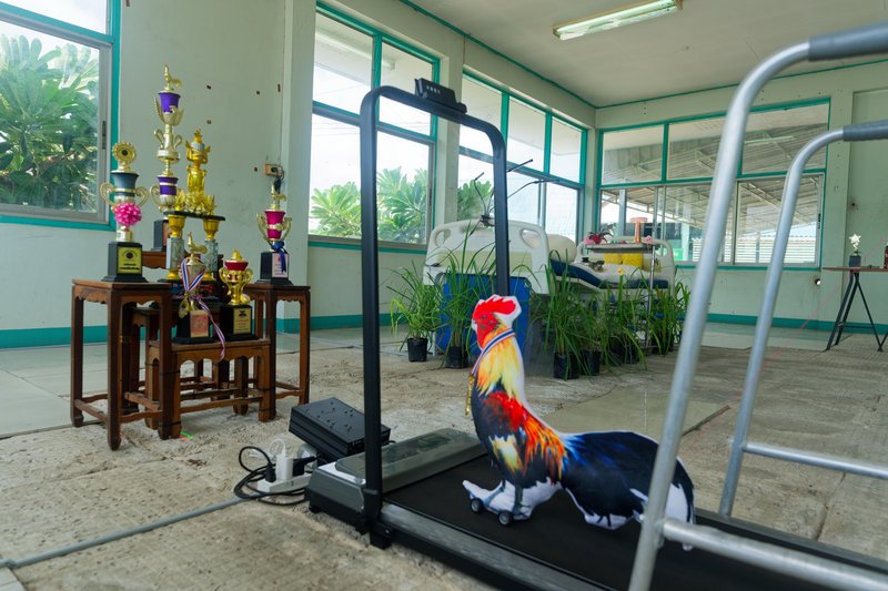 Cock Wellness Center